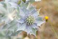 Flora: Sea-holly (Eryngium maritimum)